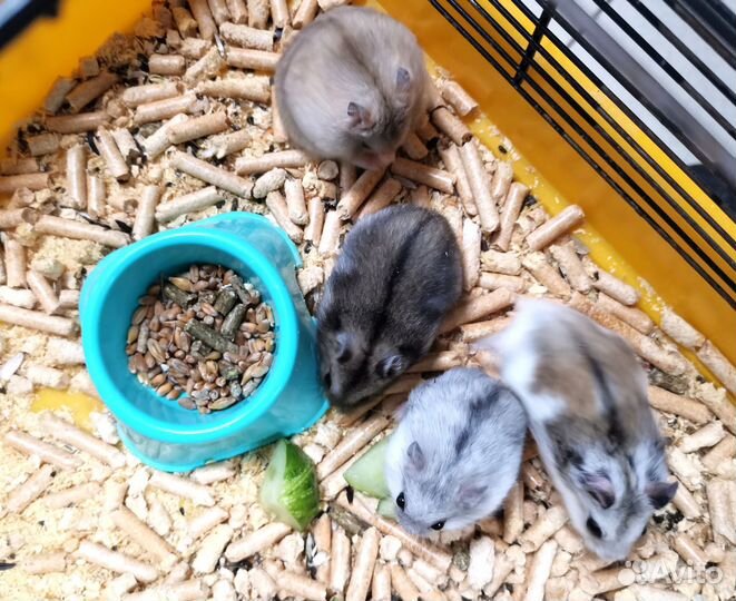 Джунгарский хомяк