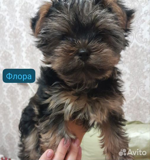 Йоркширский терьер щенки девочки