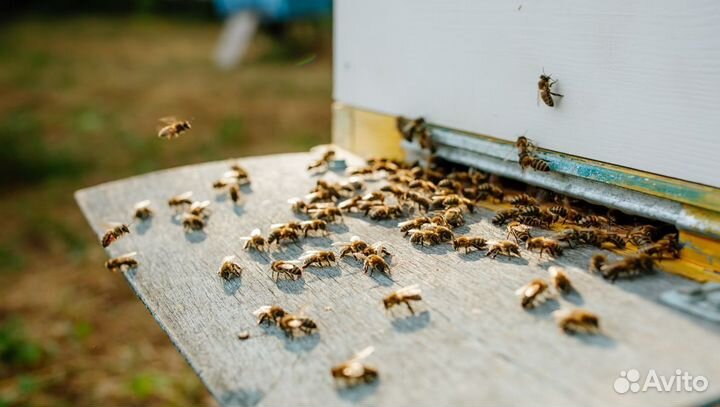 Липовый мед оптом