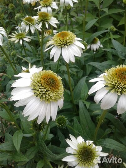 Садовые цветы