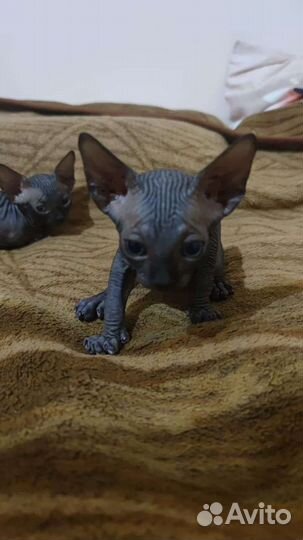 Канадский сфинкс котенок мальчики