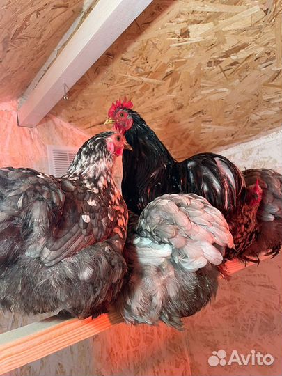 Яйца инкубационные, цыплята карликовый кохинхин