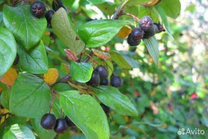 Кизильник блестящий