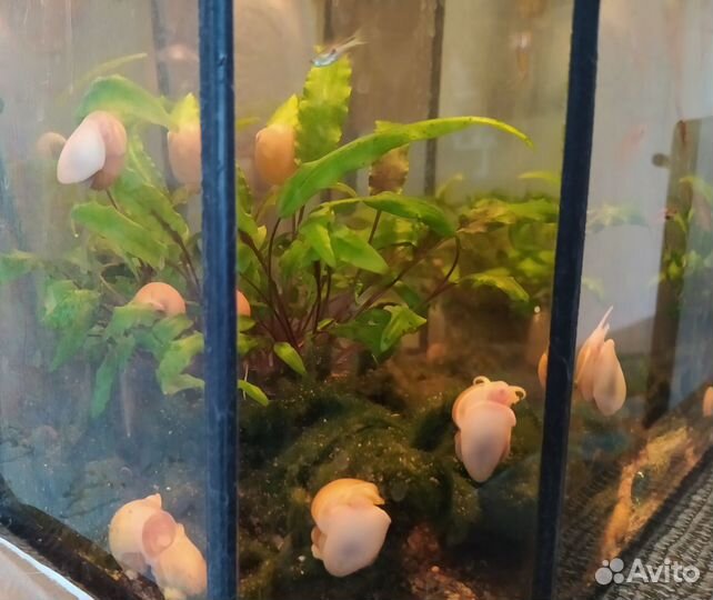 Аквариумные улитки