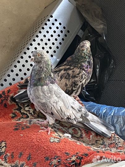 Продажа голубей