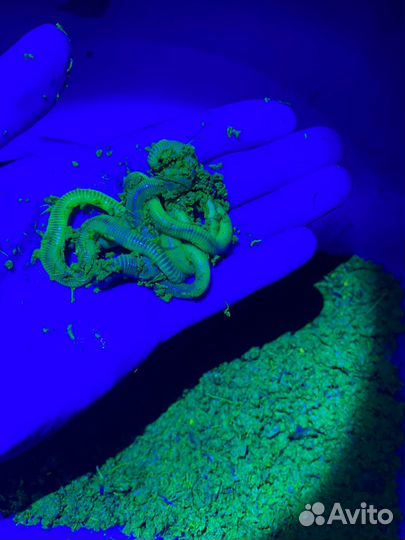 Червь дендробена