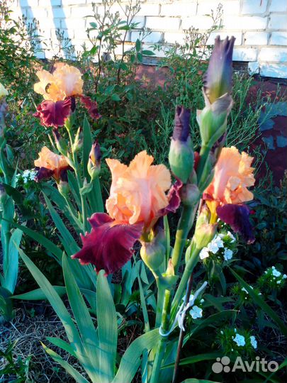 Ирис бородатый Marie-Jose NAT (Кайо, 2001)