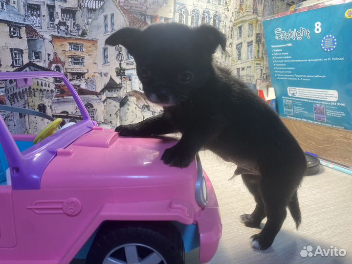 Щенки чихуахуа