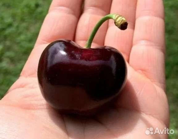 Саженцы черешни свит стефани (sweet stephany)