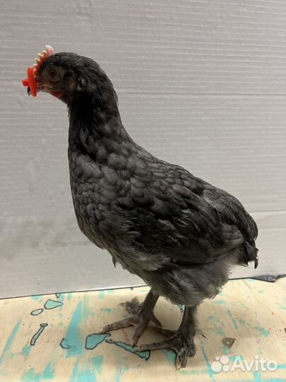 Маран петухи