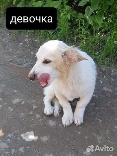 Щенки в добрые руки отдам бесплатно