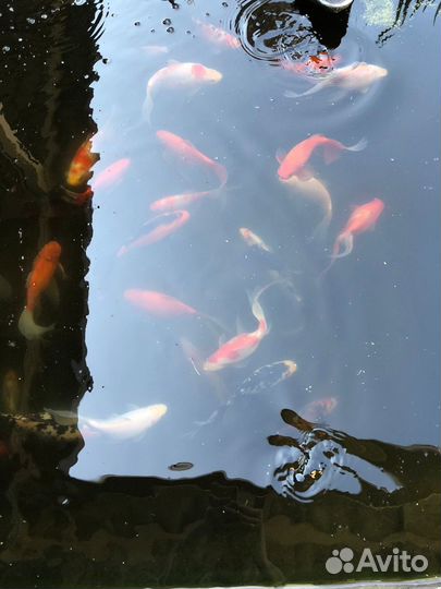 Рыбка комета