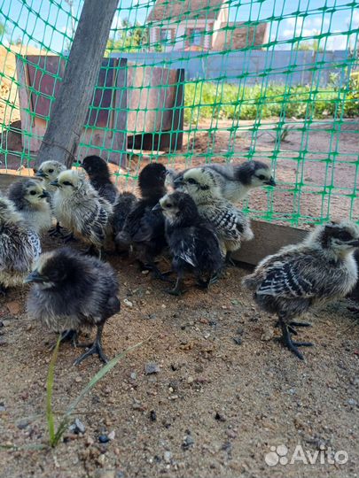 Цыплята 28.06.2024 дата вылупления