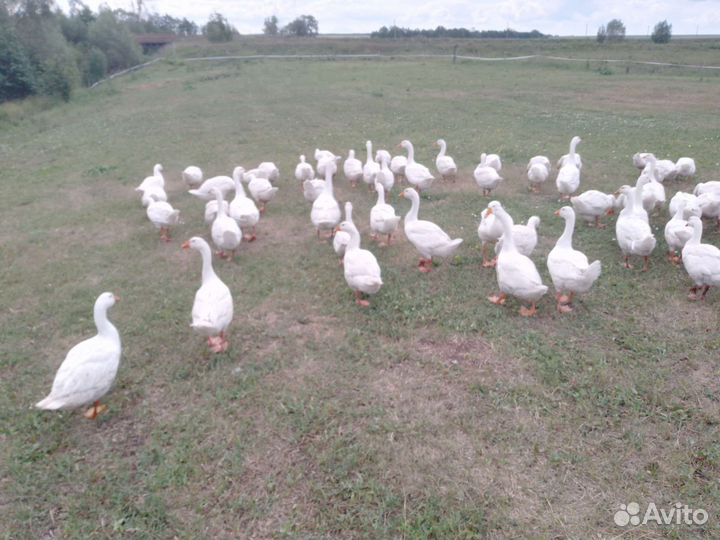 Гуси линда подрощенные