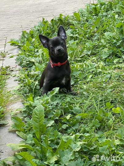 Чихуахуа щенок