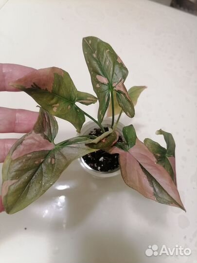 Сингониумы разные, сортовые