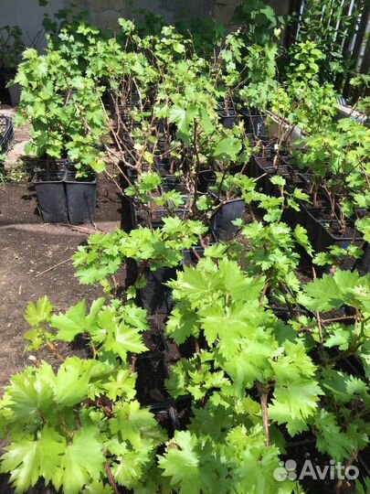 Виноград Дубовский розовый,викинг, и др