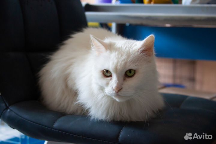 Кошка Масяня, 12 лет