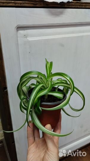 Хлорофитум