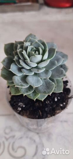 Суккуленты эхеверия