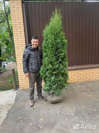 Туя Смарагд 200-220 см