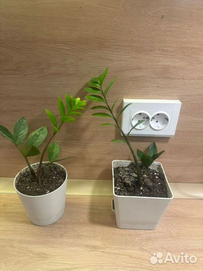 Комнатные растения