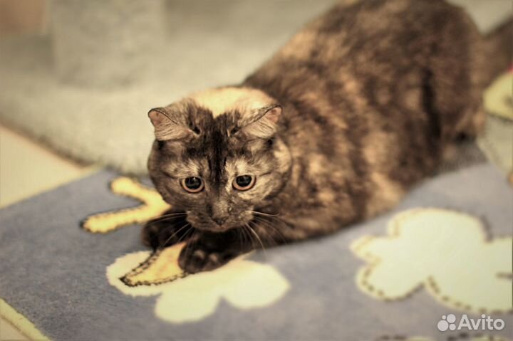 Чара, кошка в дар, в добрые руки