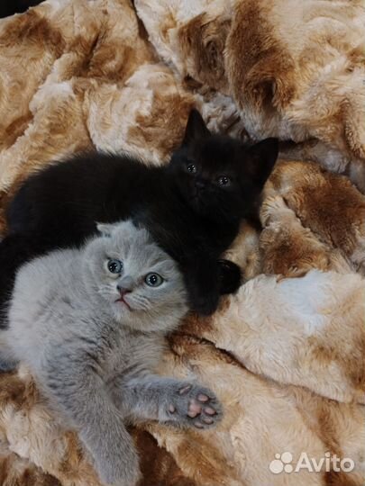 Шотландские котята