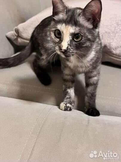 Котенок девочка 3,5 месяца