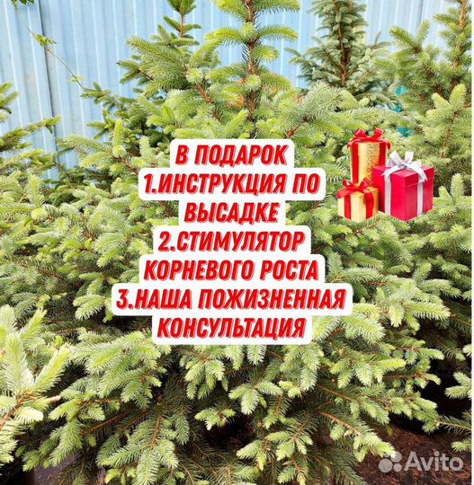 Ёлки ели голубые зеленые