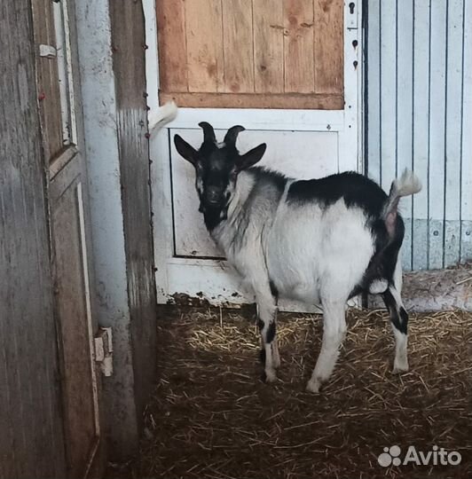 Альпийские козлята