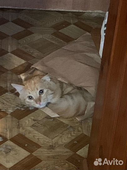 Кот в добрые руки