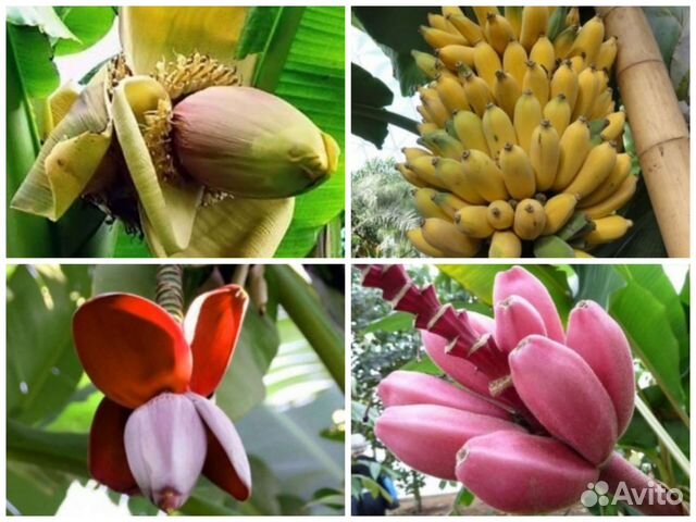 Бананы семена