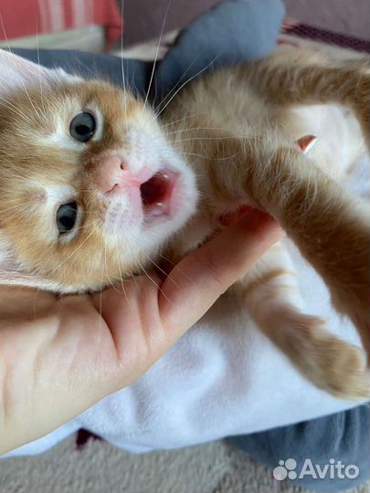 Кошка в дар бесплатно