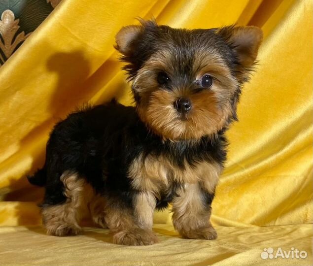 Йоркширский терьер