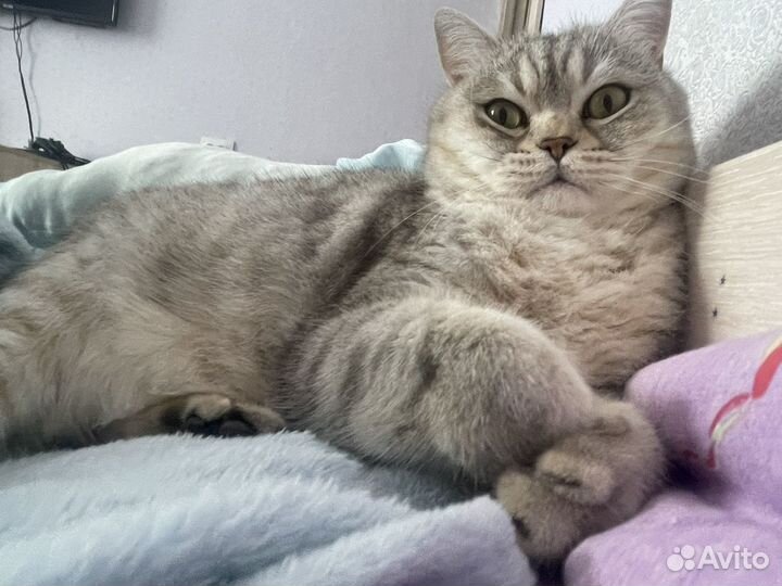 Продам кота звезду