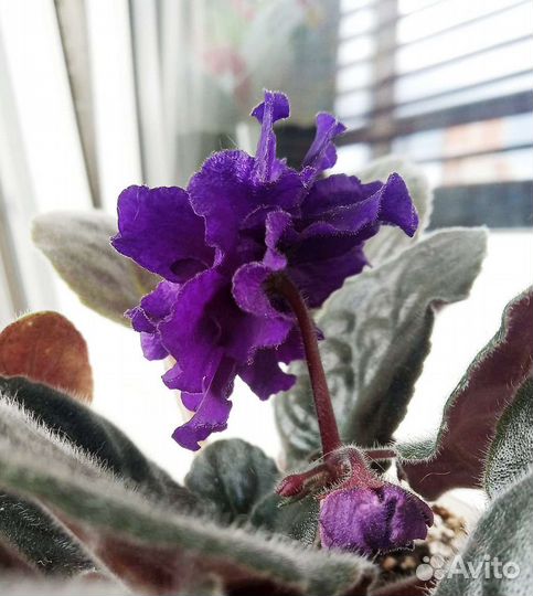 Фиалка белая и фиолетовая