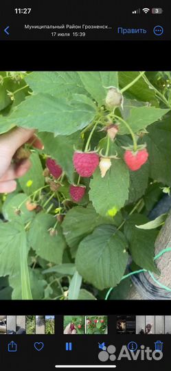 Рассада малины