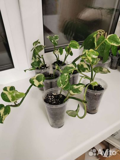 Эпипренум энджой (N'joy)