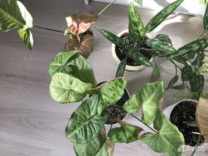 Комнатные растения цветы отдам