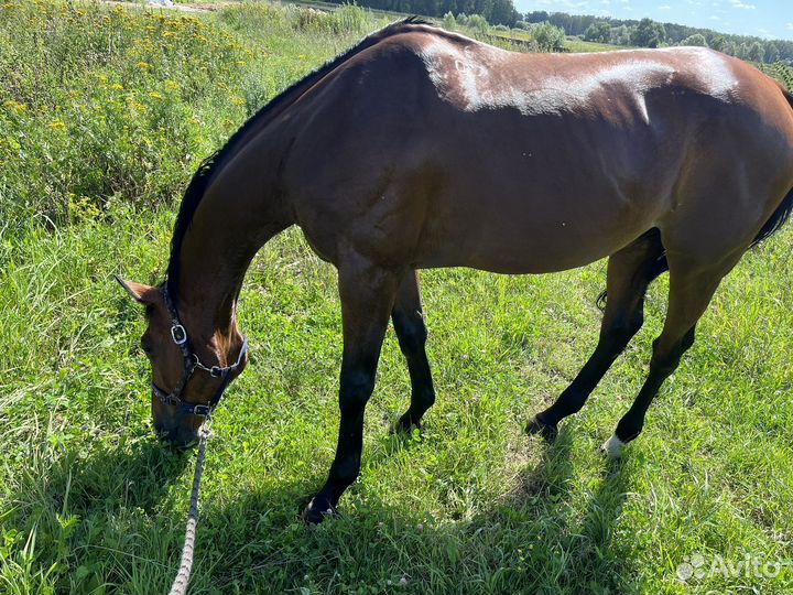 Буденновский мерин 2007гр