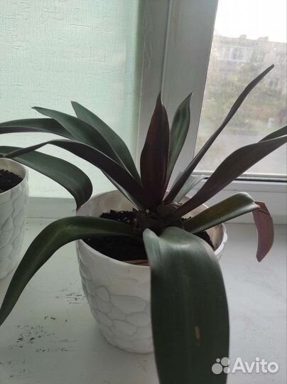 Традесканция белая