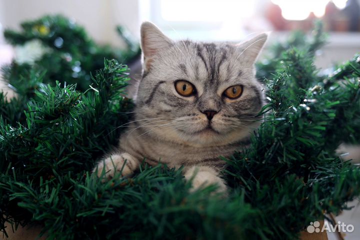 Шотландский прямоухий кот для вязки