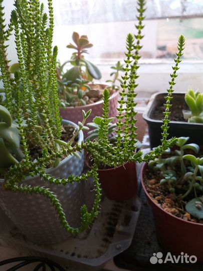 Кактусы и суккуленты