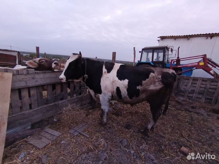 Бычки и быки живым весом на мясо