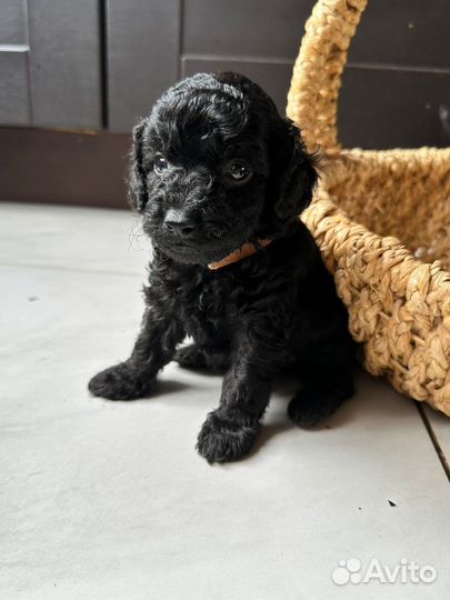 Миниатюрный пудель щенки