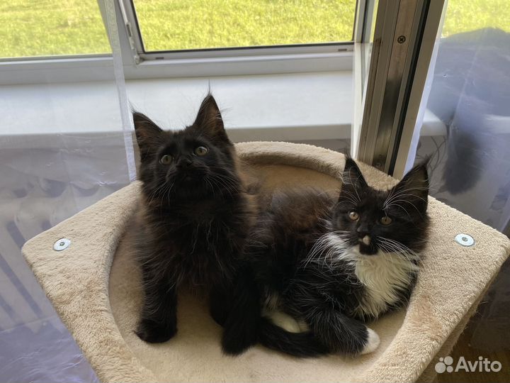 Котята мейн-кун