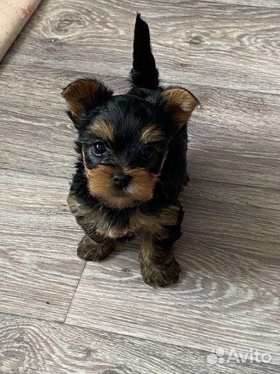 Йоркширский терьер