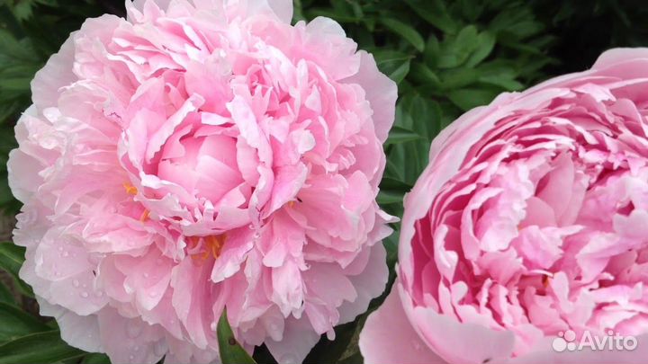 Пион Альберт Крусс (Albert Crousse), корень для по