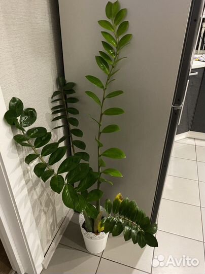 Замиокулькас